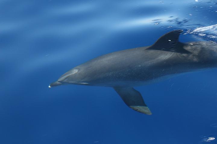 Azul 037.jpg